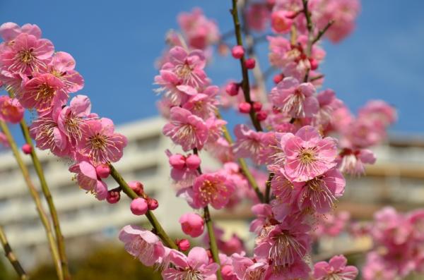 岡本梅林公園は3～5分咲きぐらいでした